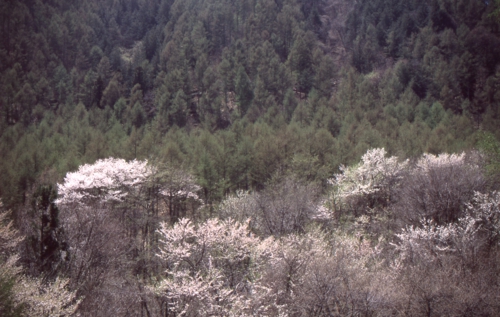 MS1-㈪ 01 春img013.jpg