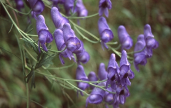 MS8-㈮ トリカブト img007.jpg