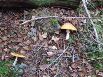 MS8-㈮ きのこDSCF0947.jpg