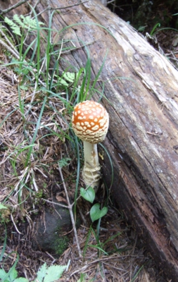 テングダケ DSCF0740.jpg